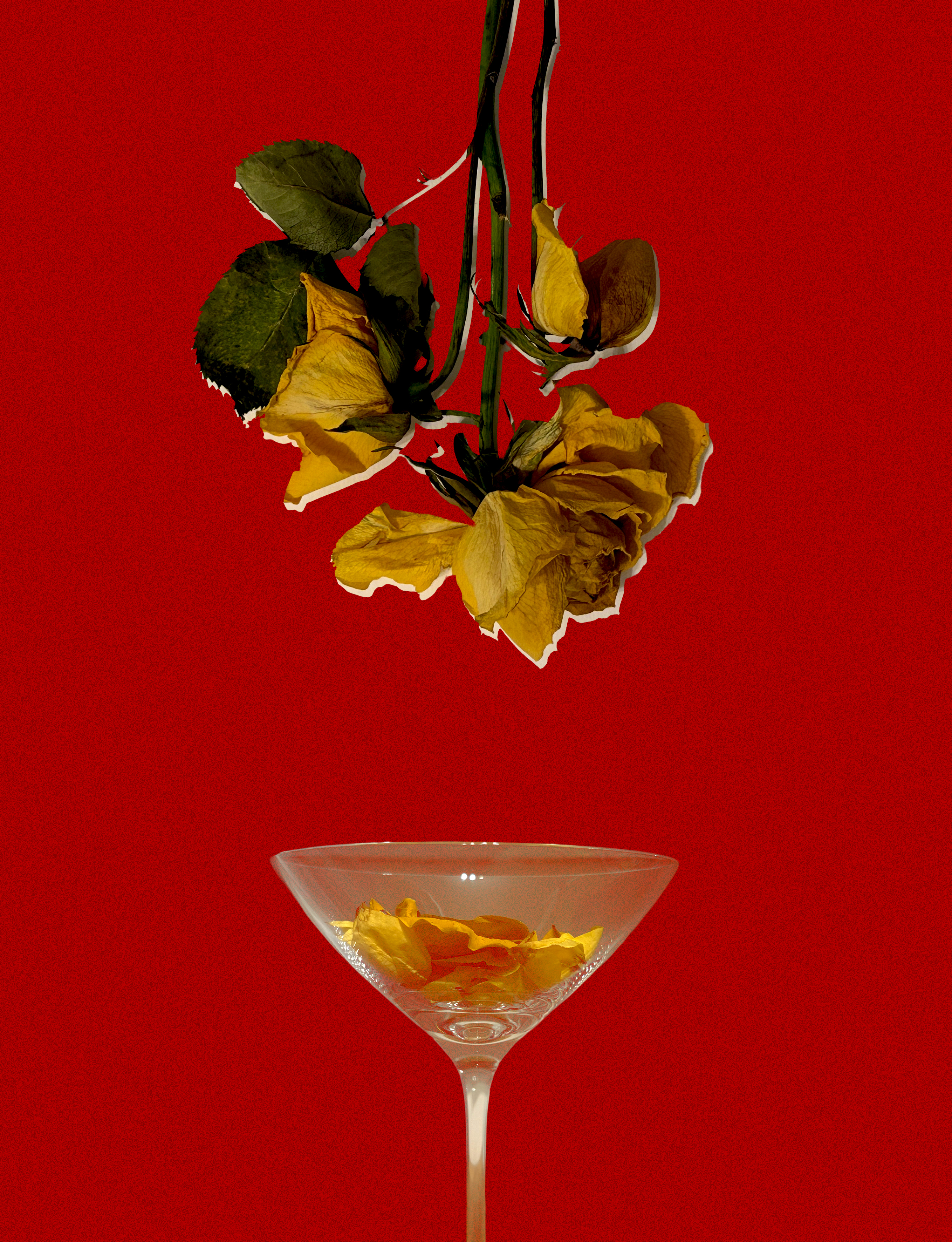 After Last Call — photographic composite of wilting roses and a martini glass, deep red background, referencing Sex and the City.