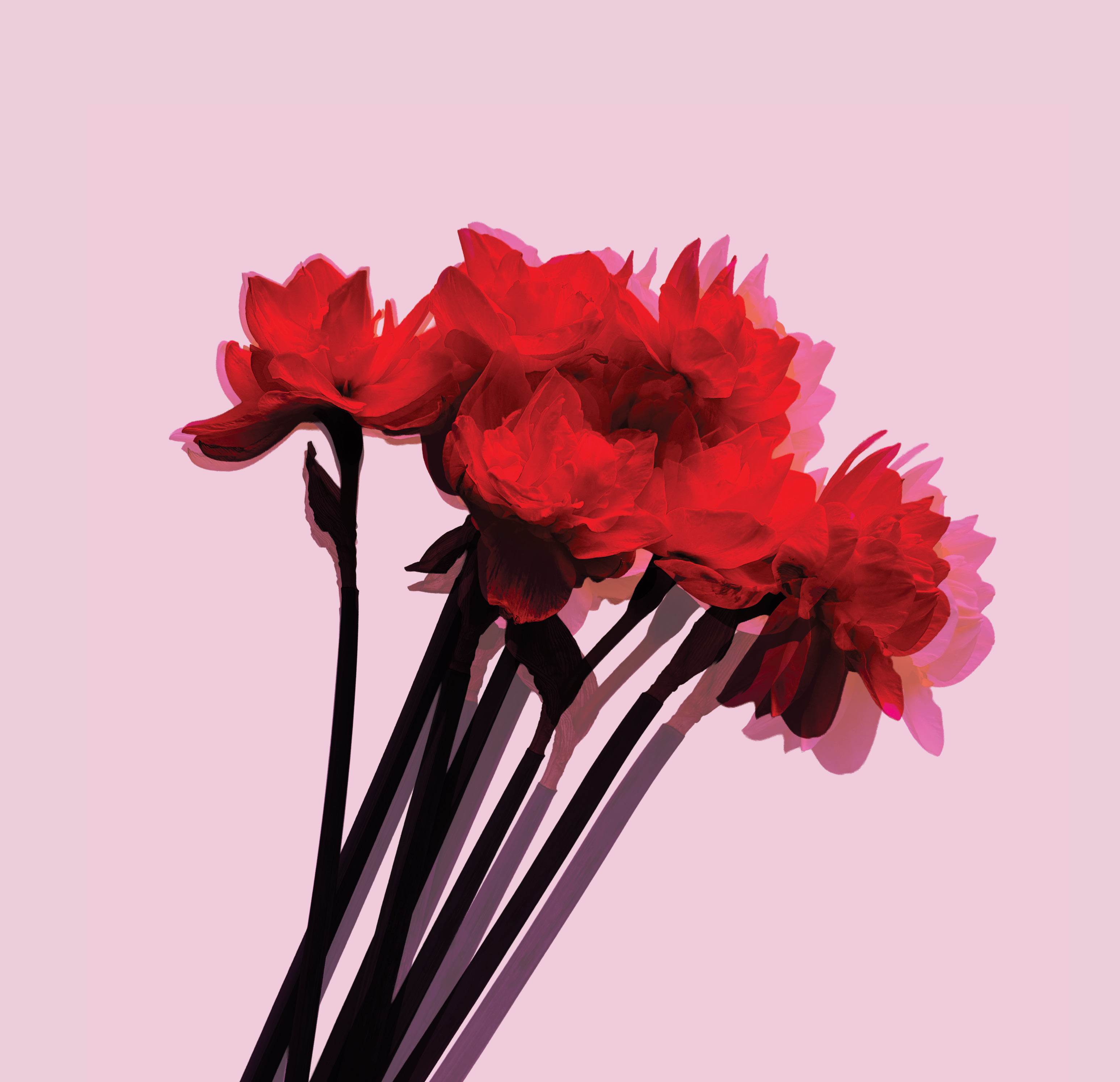 Reflection — photographic composite using narcissus flowers, colour-altered and mirrored, influenced by Warhol's flower series.