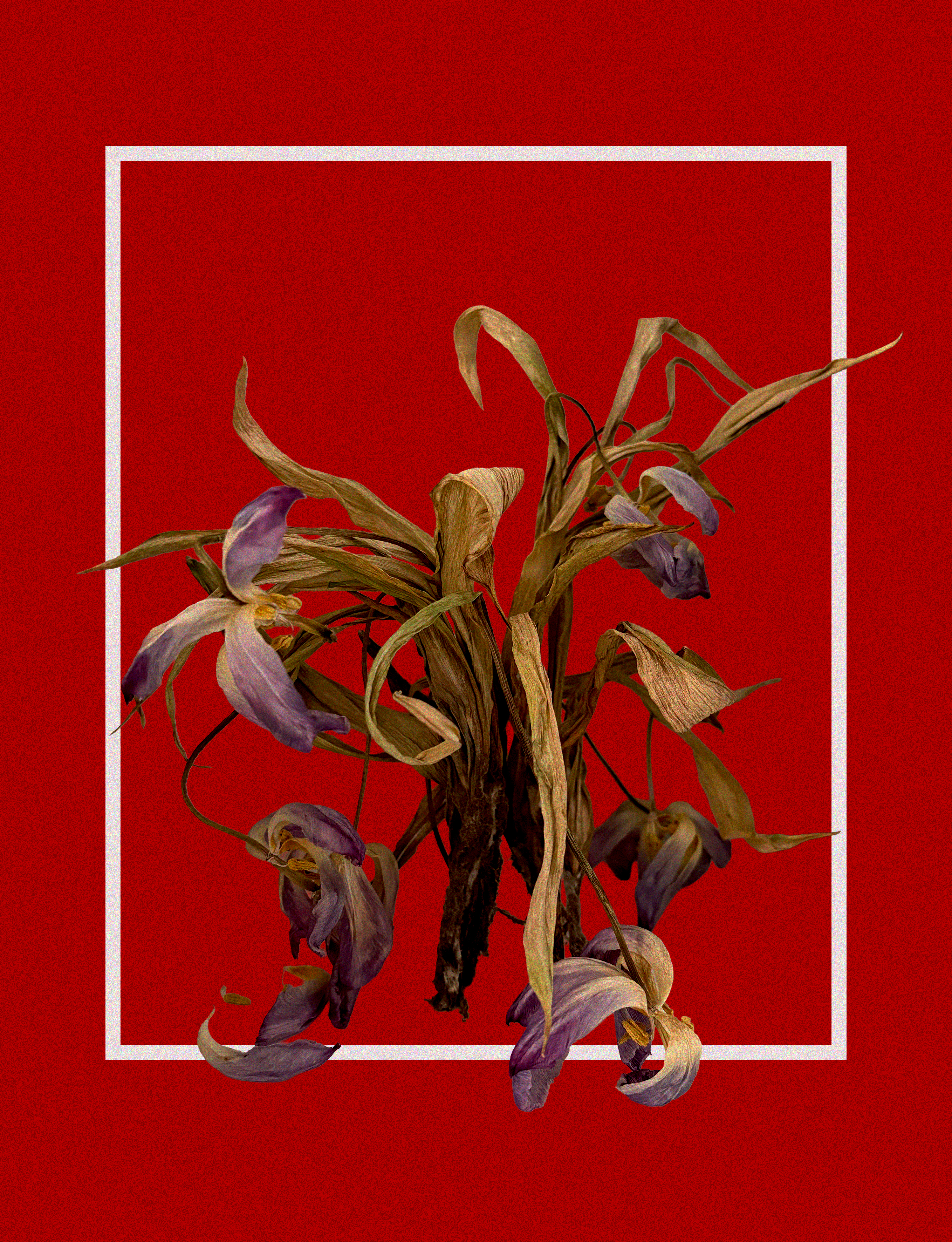 What Remains — dried flowers in the same red-and-white format, skeletal but still structured.